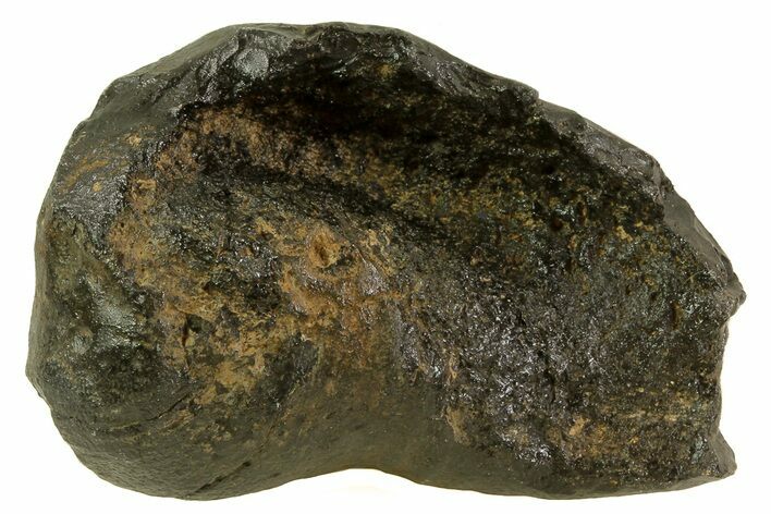 Fossil Whale Ear Bone - Miocene #69661